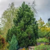 Pinus Compact Gem