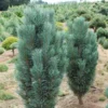 Pinus Fastigiata
