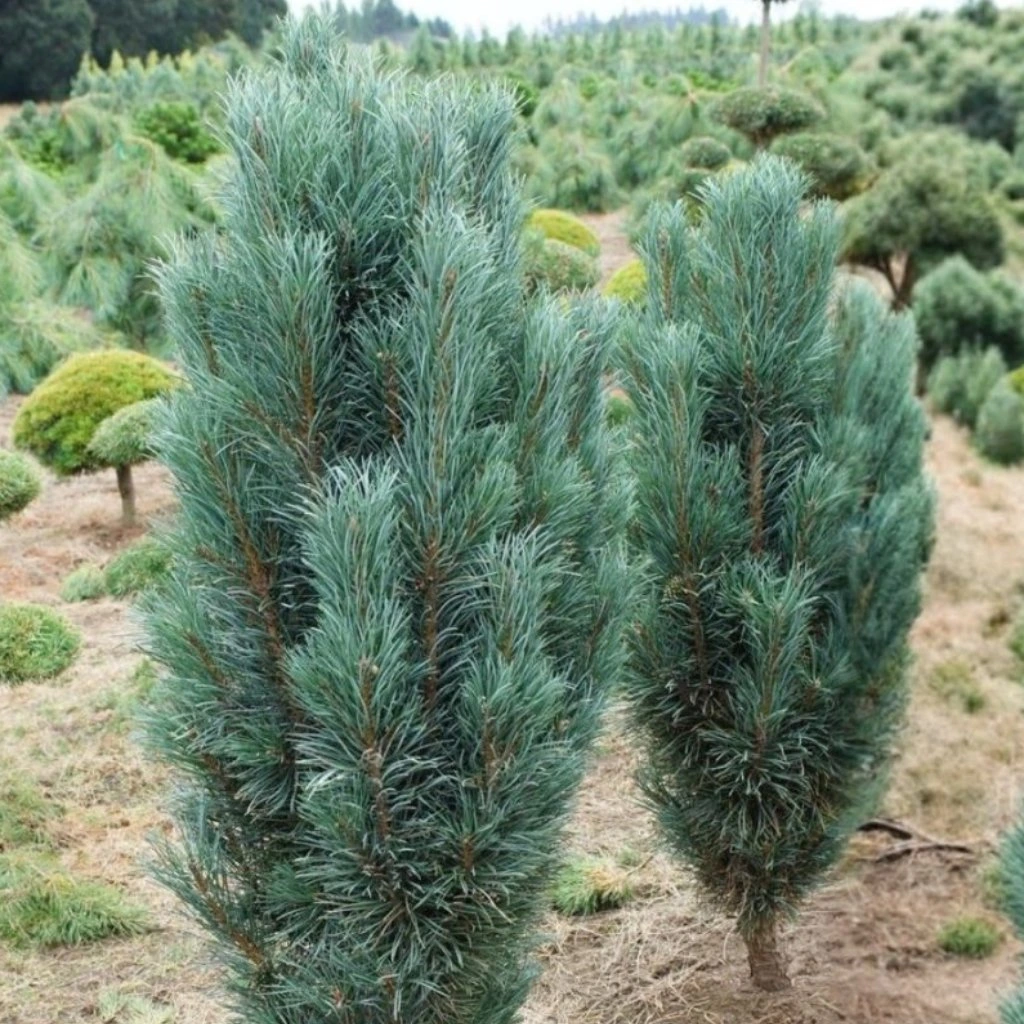 Pinus Fastigiata