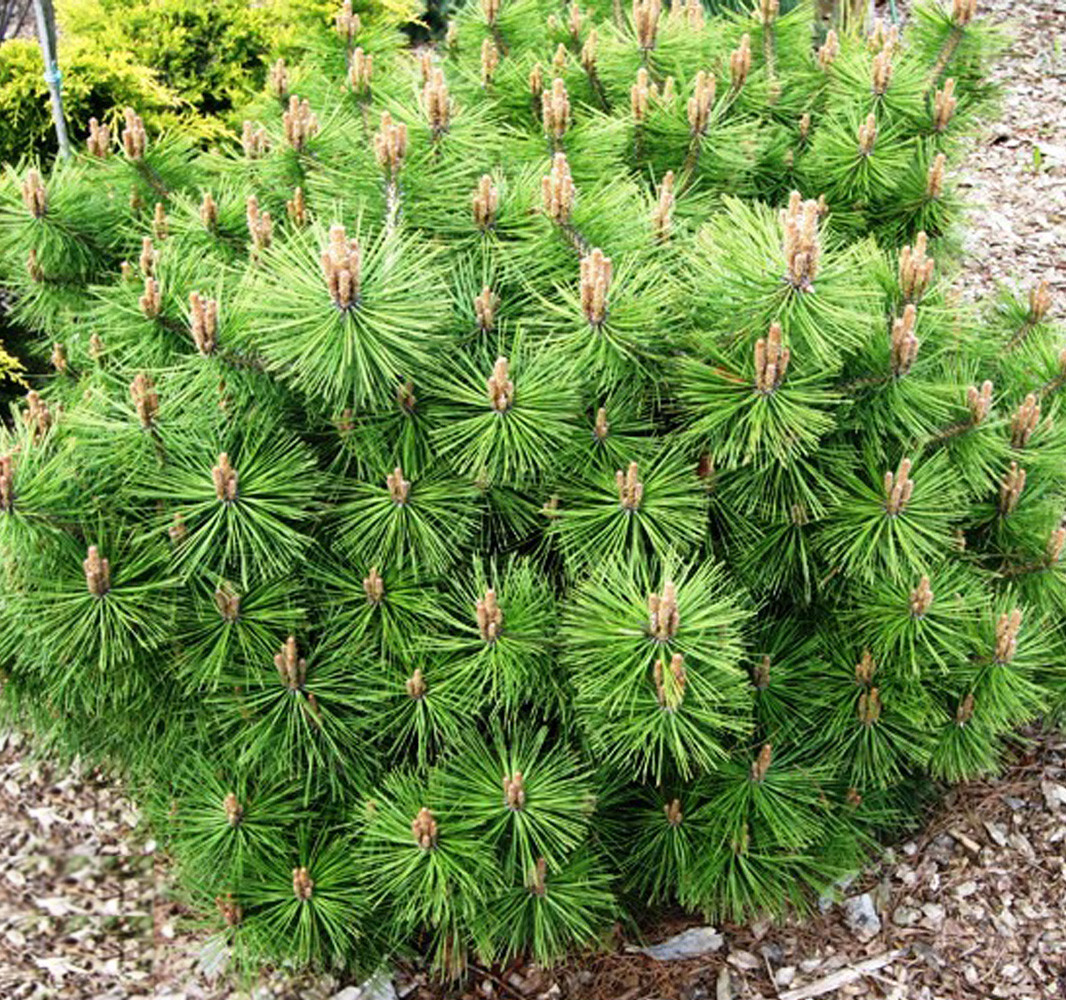 Pinus Jane Kluis