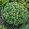 pinus-mops Pinus mugo Mops