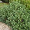 Pinus Mugo