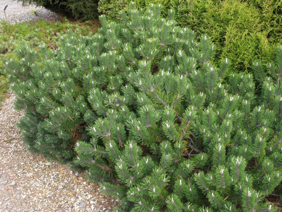 Pinus Mugo
