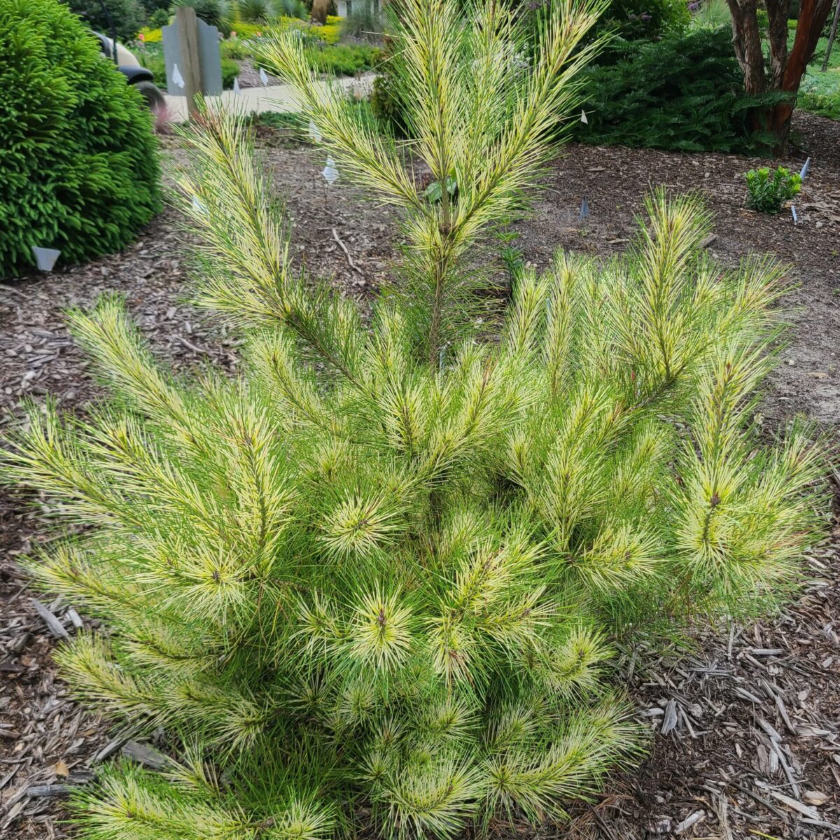 Pinus Oculus Draconis