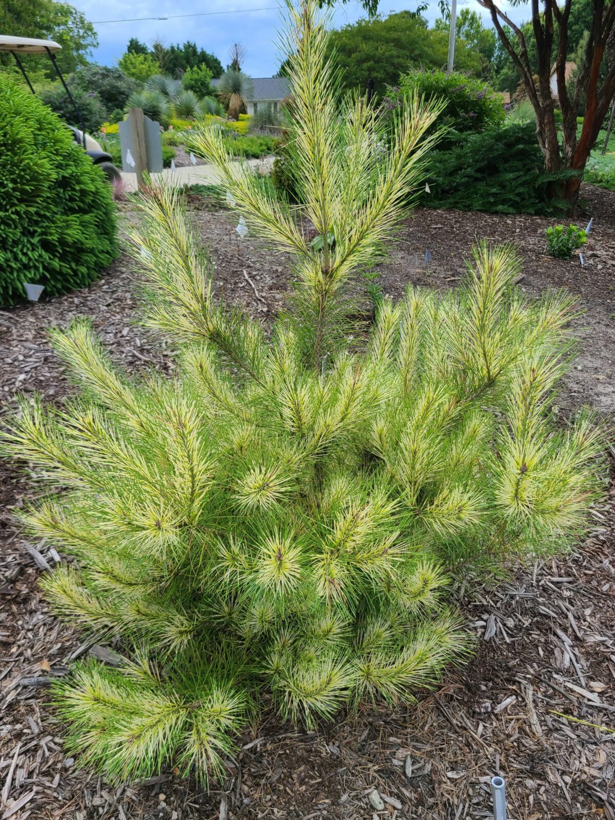 pinus-oculus-draconis Pinus Oculus Draconis