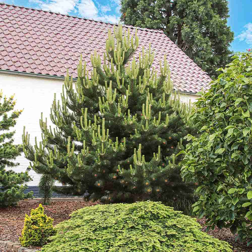 pinus-oregon-green Pinus Oregon Green