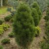 Pinus mugo Pyramidalis