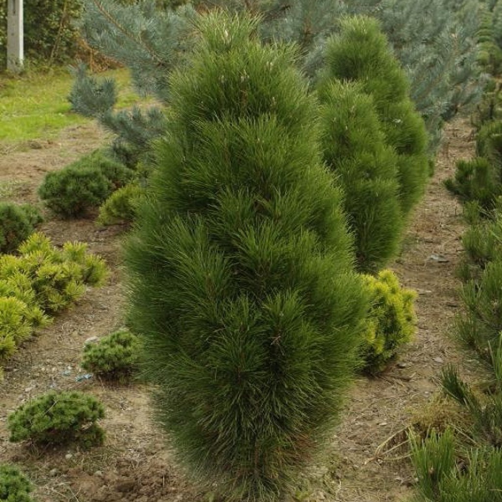 Pinus mugo Pyramidalis