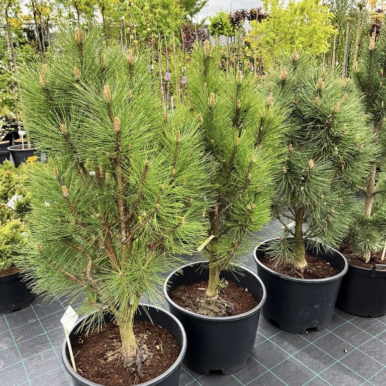 pinus-rondello Pinus Rondello