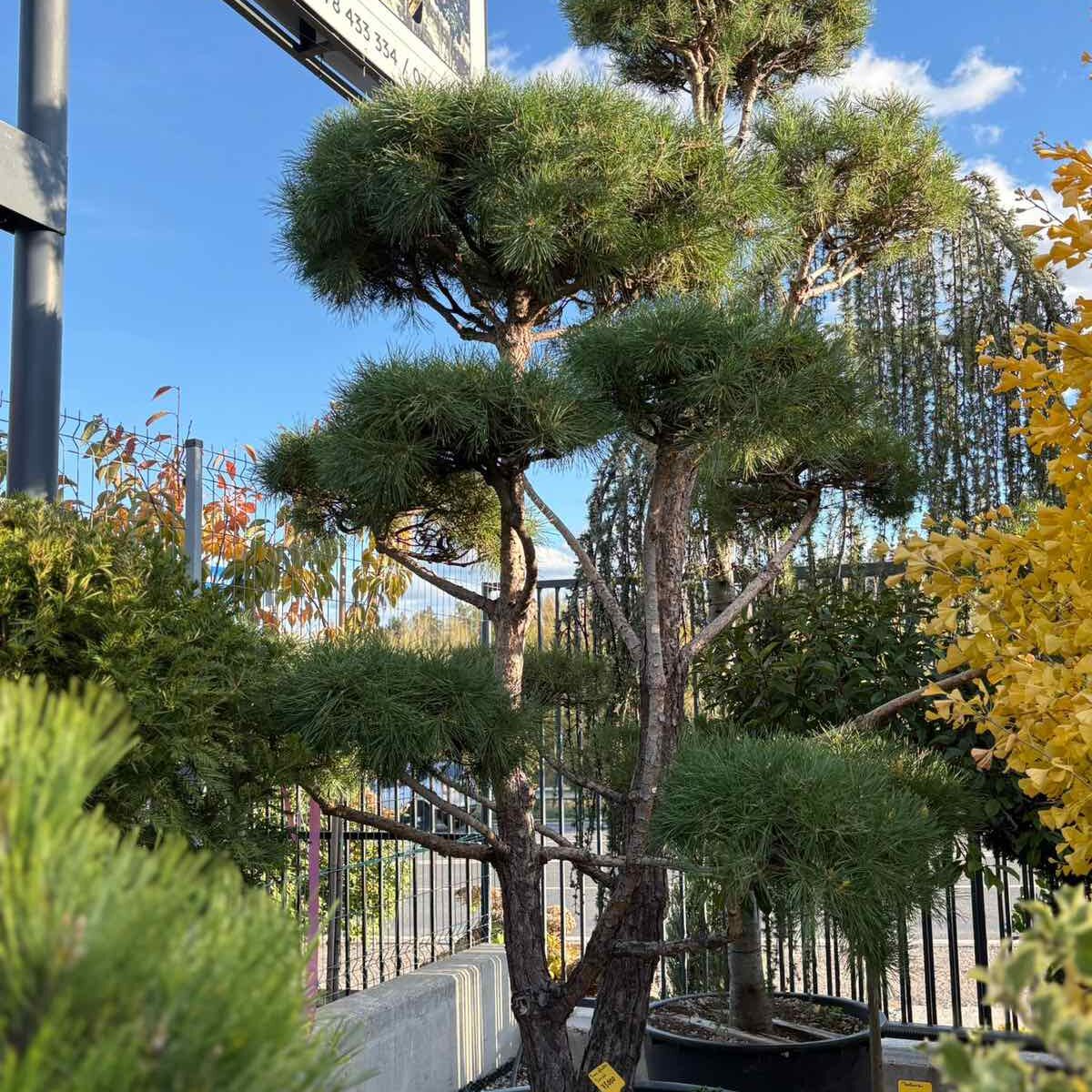 pinus-sylvestris-bonsai Pinus Sylvestris Bonsai