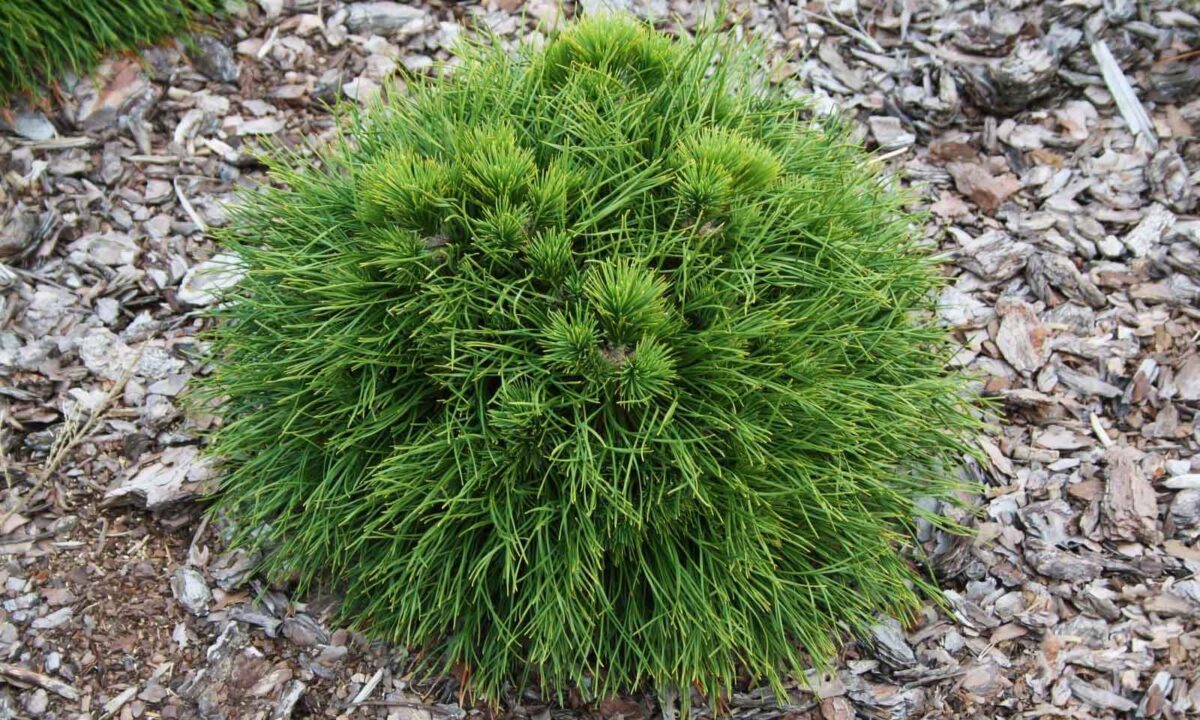 pinus-varella Pinus Varella