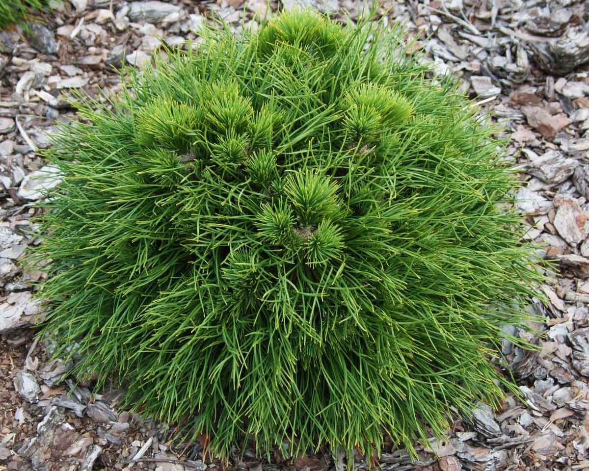 pinus-varella Pinus Varella