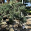 Pinus Watereri Bonsai