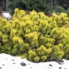 Pinus Wintergold