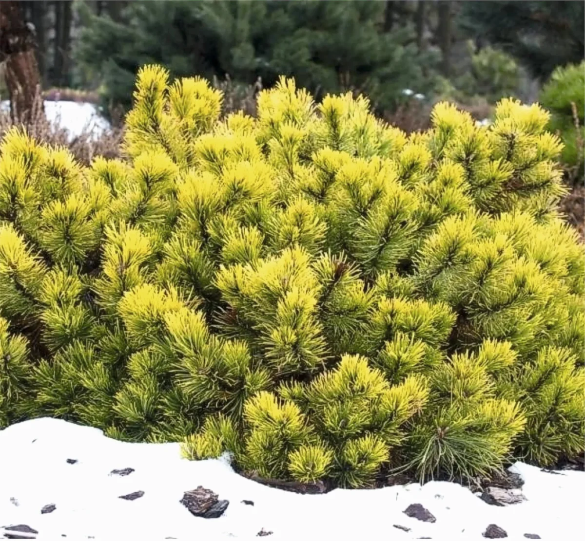 Pinus Wintergold