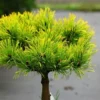 Pinus Wintergold pe picior