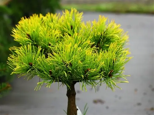 pinus-wintergold-copac Pinus Wintergold pe picior