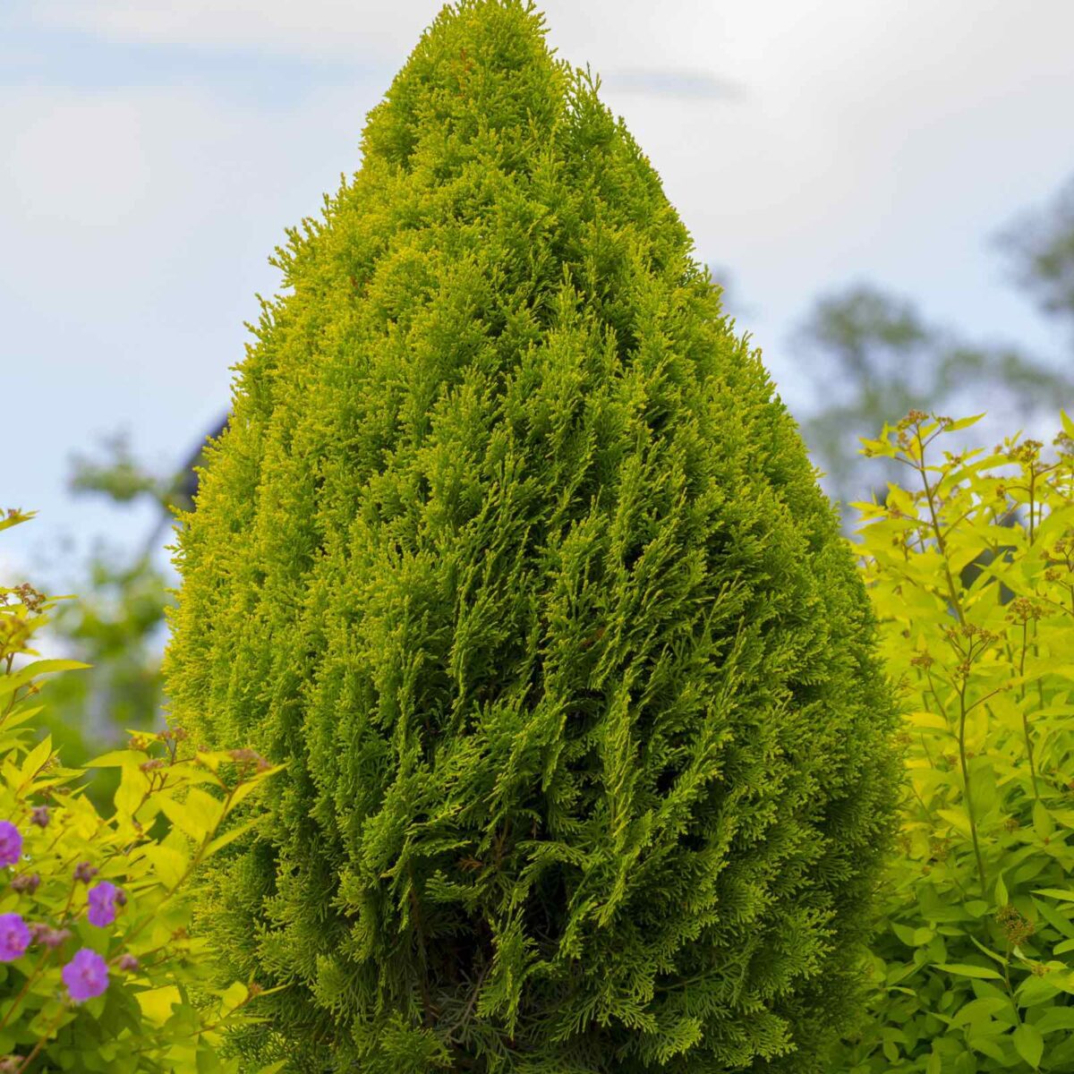 platycladus-aurea-nana Platycladus Aurea Nana