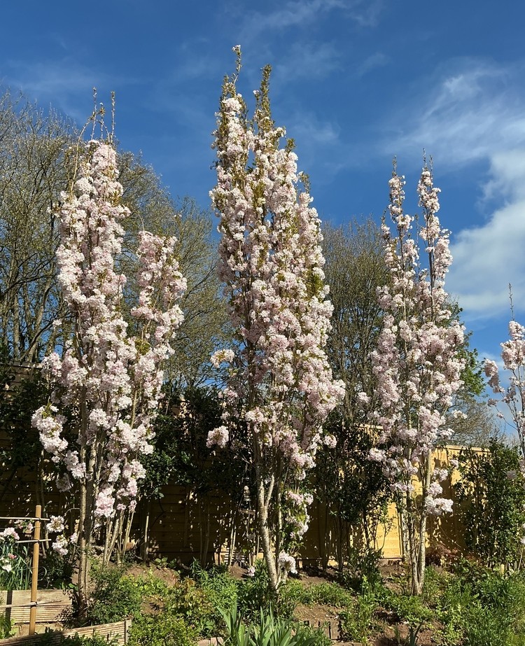 prunus-amanogawa Prunus Amanogawa