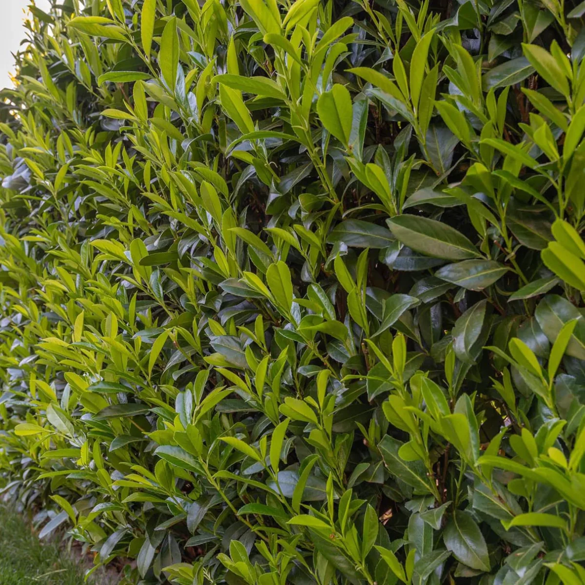 prunus-laur-caucasica Prunus laurocerasus Caucasica