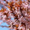 Prunus Pissardii
