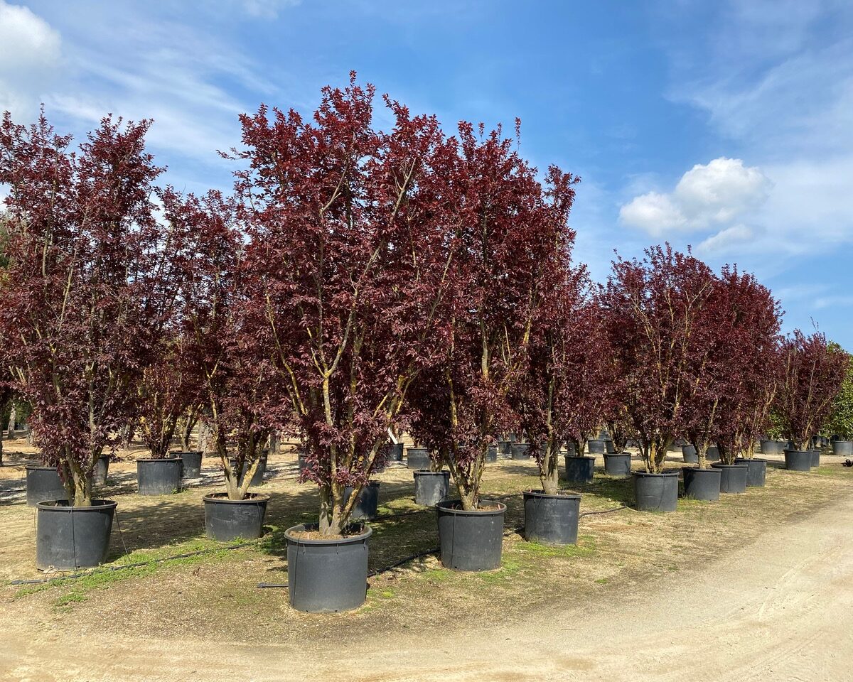 prunus-pissardii Prunus Pissardii