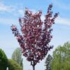 prunus-royal-burgundy Prunus Royal Burgundy