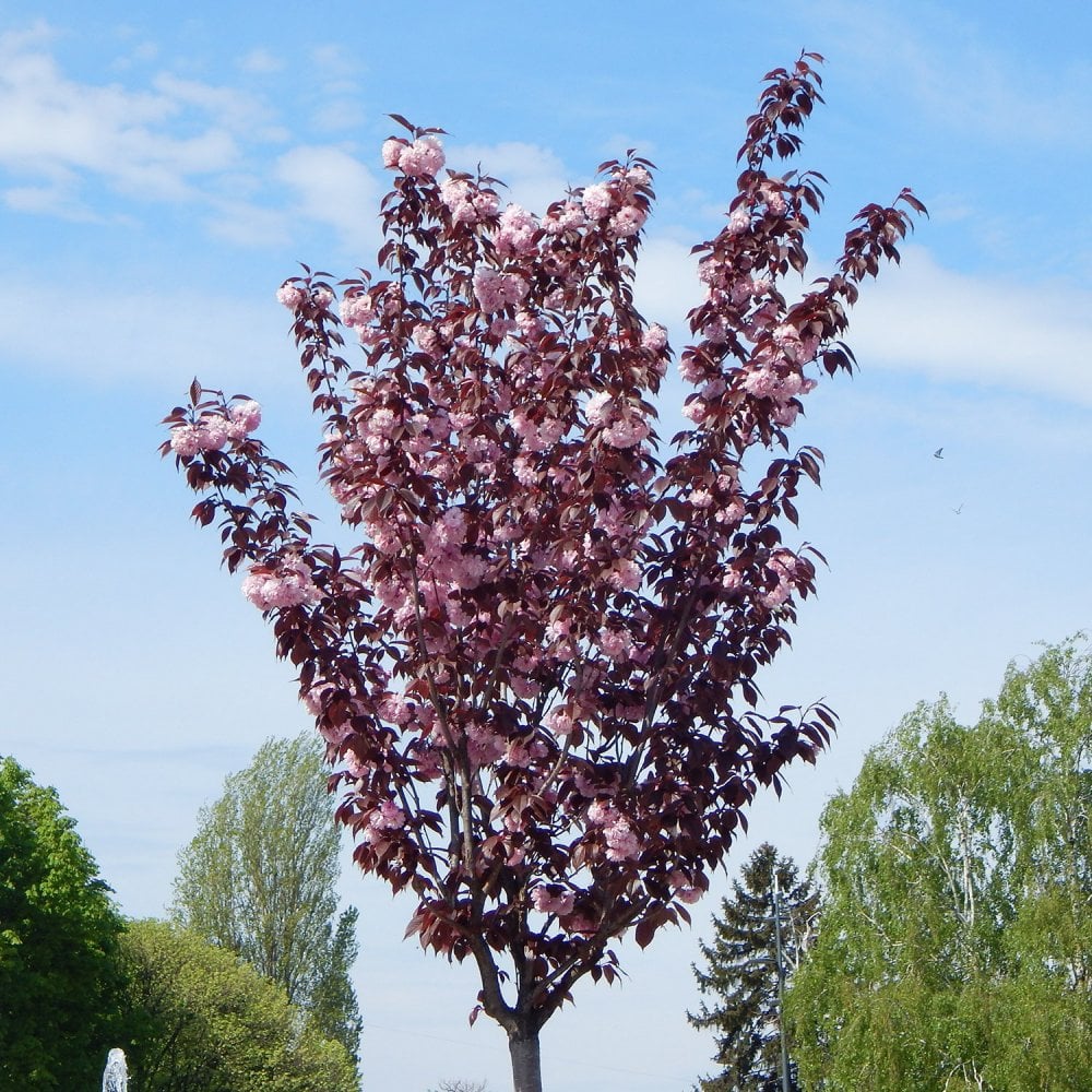 prunus-royal-burgundy Prunus Royal Burgundy