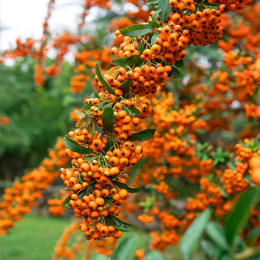 pyracantha-orange-glow-02 Pyracantha Orange Glow