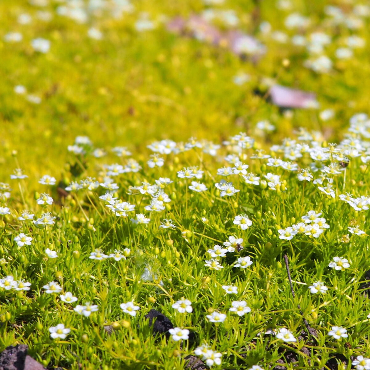 sagina-subulata-01 Sagina subulata