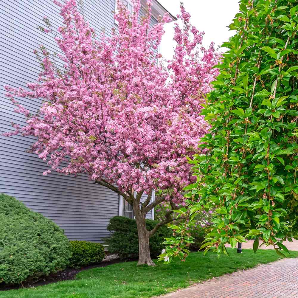 sakura-kanzan Sakura Kanzan