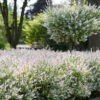 salix-hakuro-nishiki Salix Hakuro-Nishiki