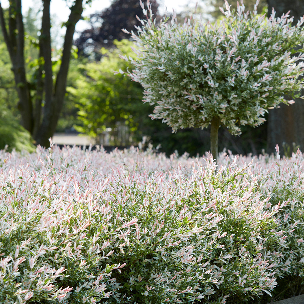 salix-hakuro-nishiki Salix Hakuro-Nishiki