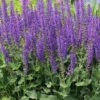 Salvia Rianne