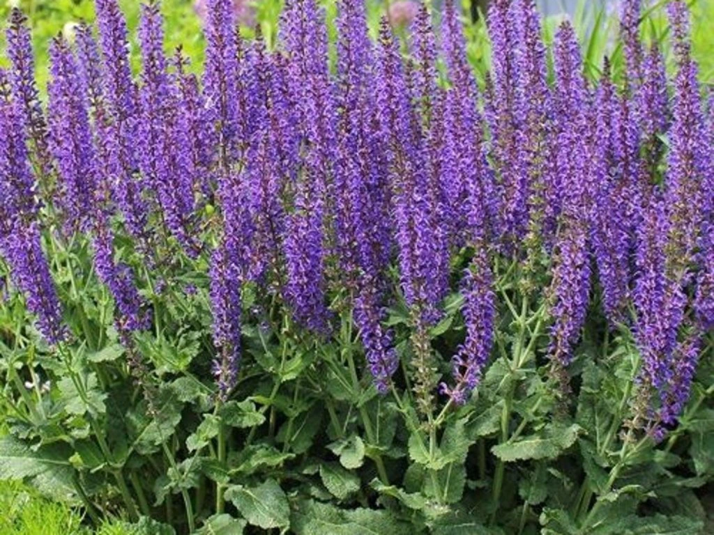 salvia-rianne Salvia Rianne