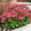 Sedum roz