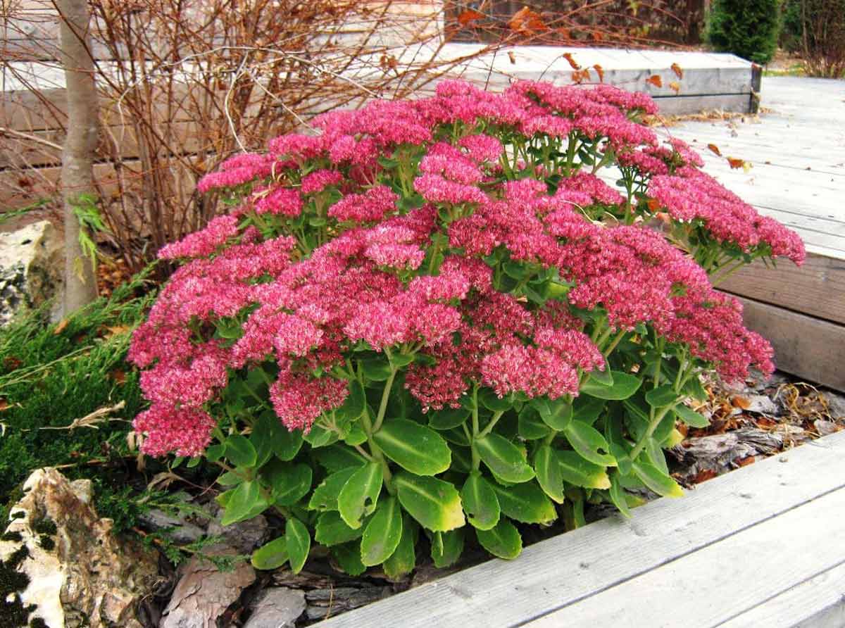 Sedum roz