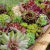 Sempervivum
