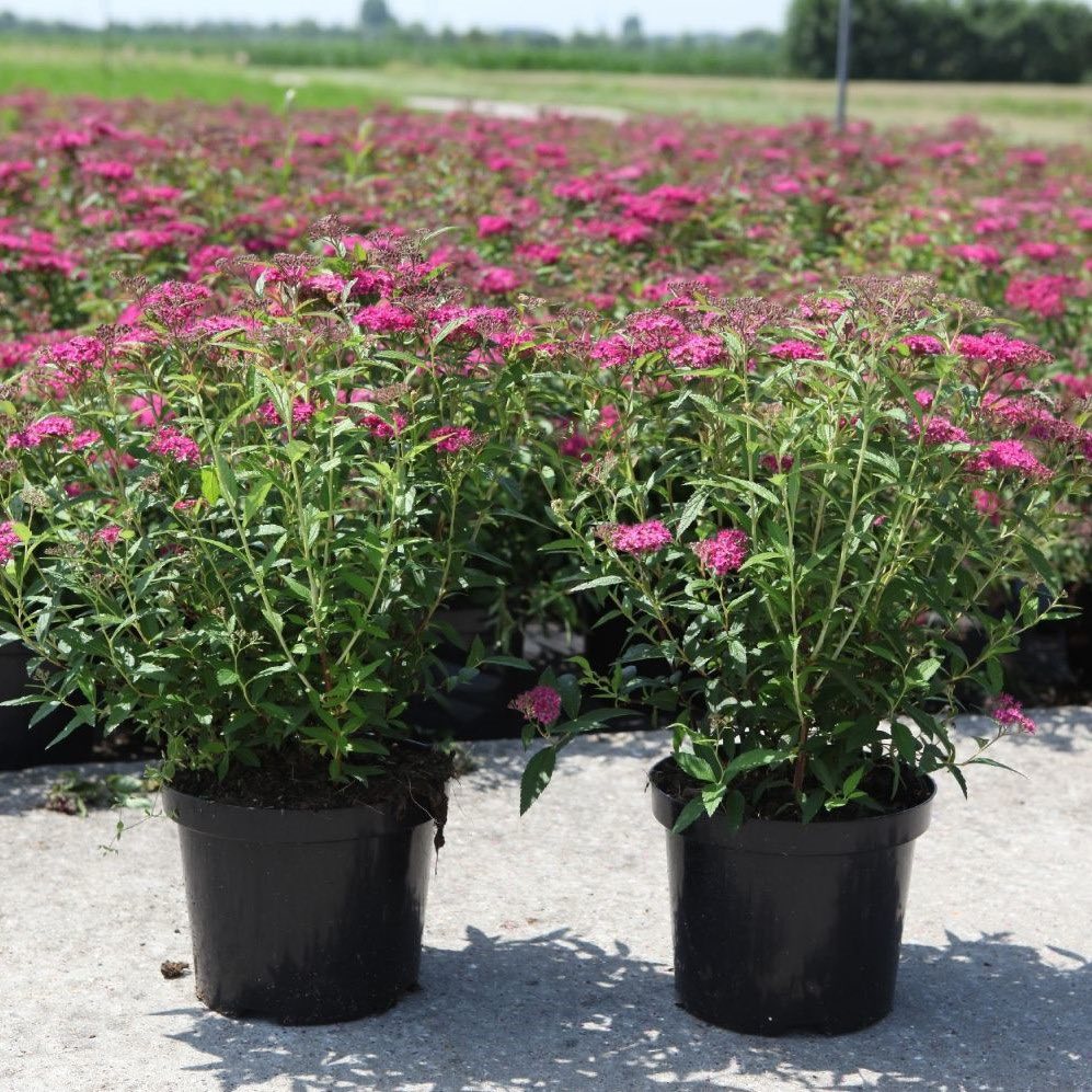 spiraea-anthony-waterer Spiraea Anthony Waterer