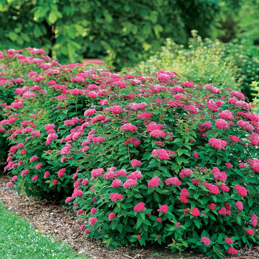 spiraea-double-play-red Spiraea Double Play Red
