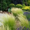 Stipa Ponytails