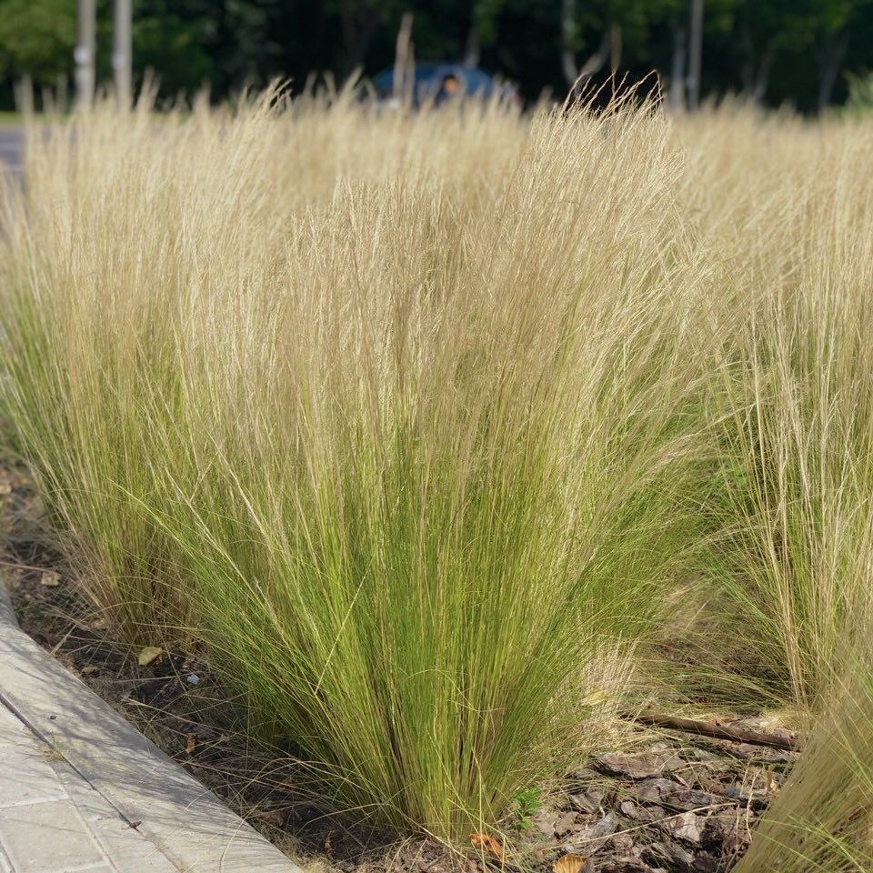 Stipa Ponytails