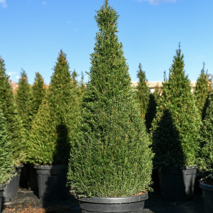 taxus-baccata-con Taxus baccata Con