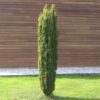 Taxus baccata Fastigiata