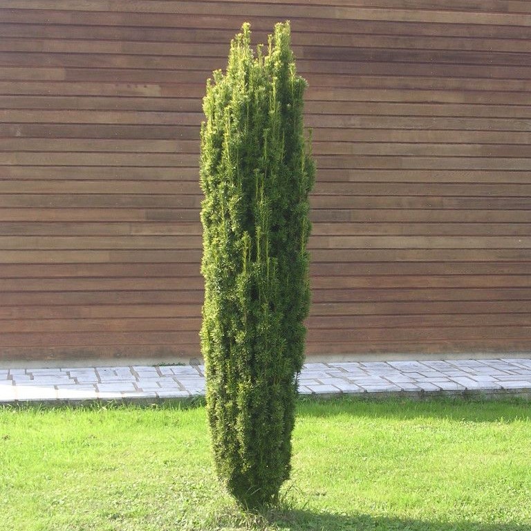 taxus-baccata-fastigiata Taxus baccata Fastigiata