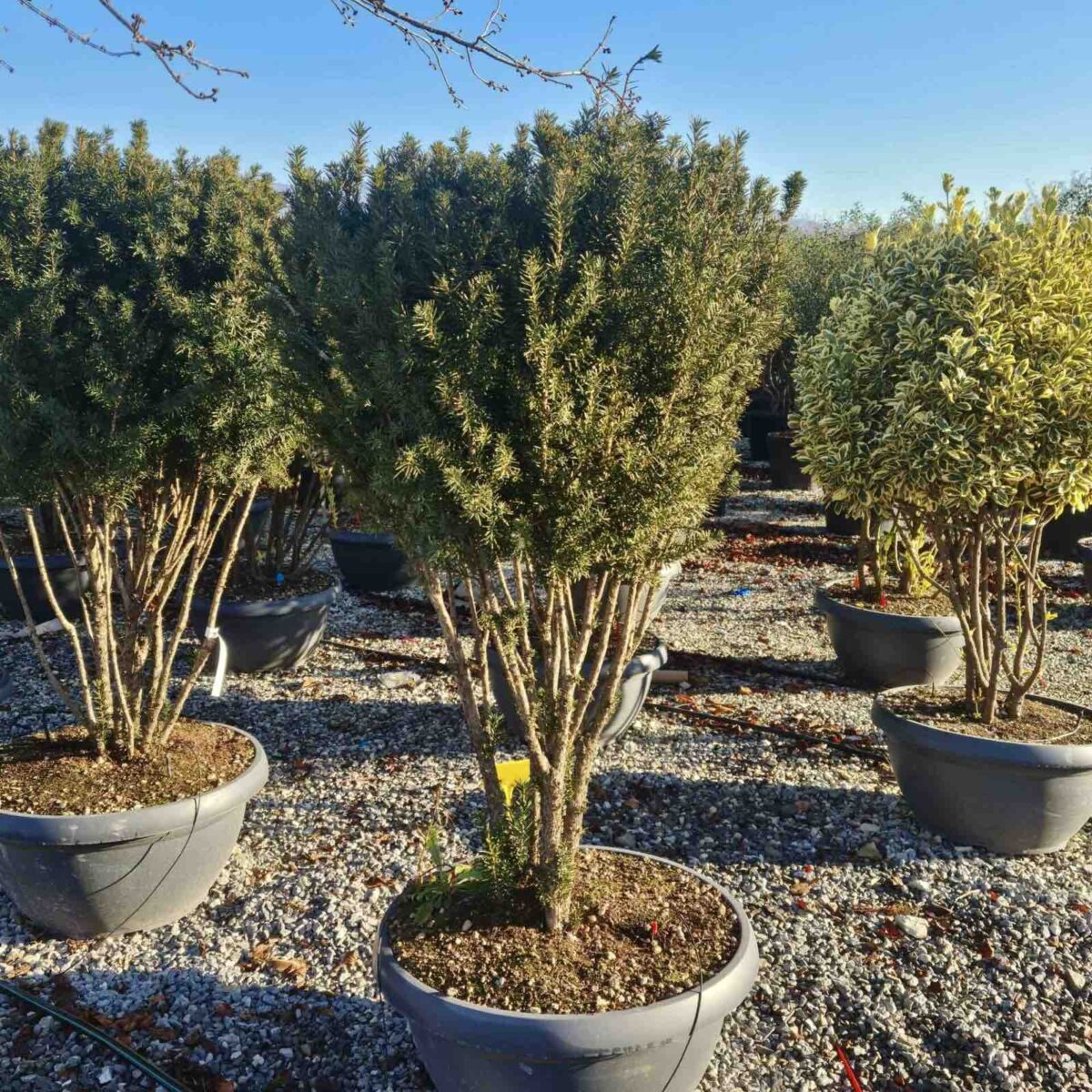 taxus-hillii-multitrunchi Taxus media Hillii multitrunchi