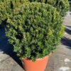 Taxus media Glob