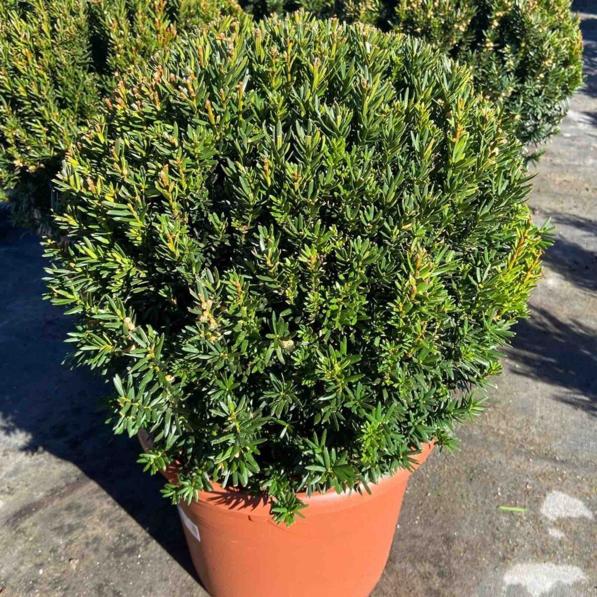 taxus-media-glob Taxus media Glob