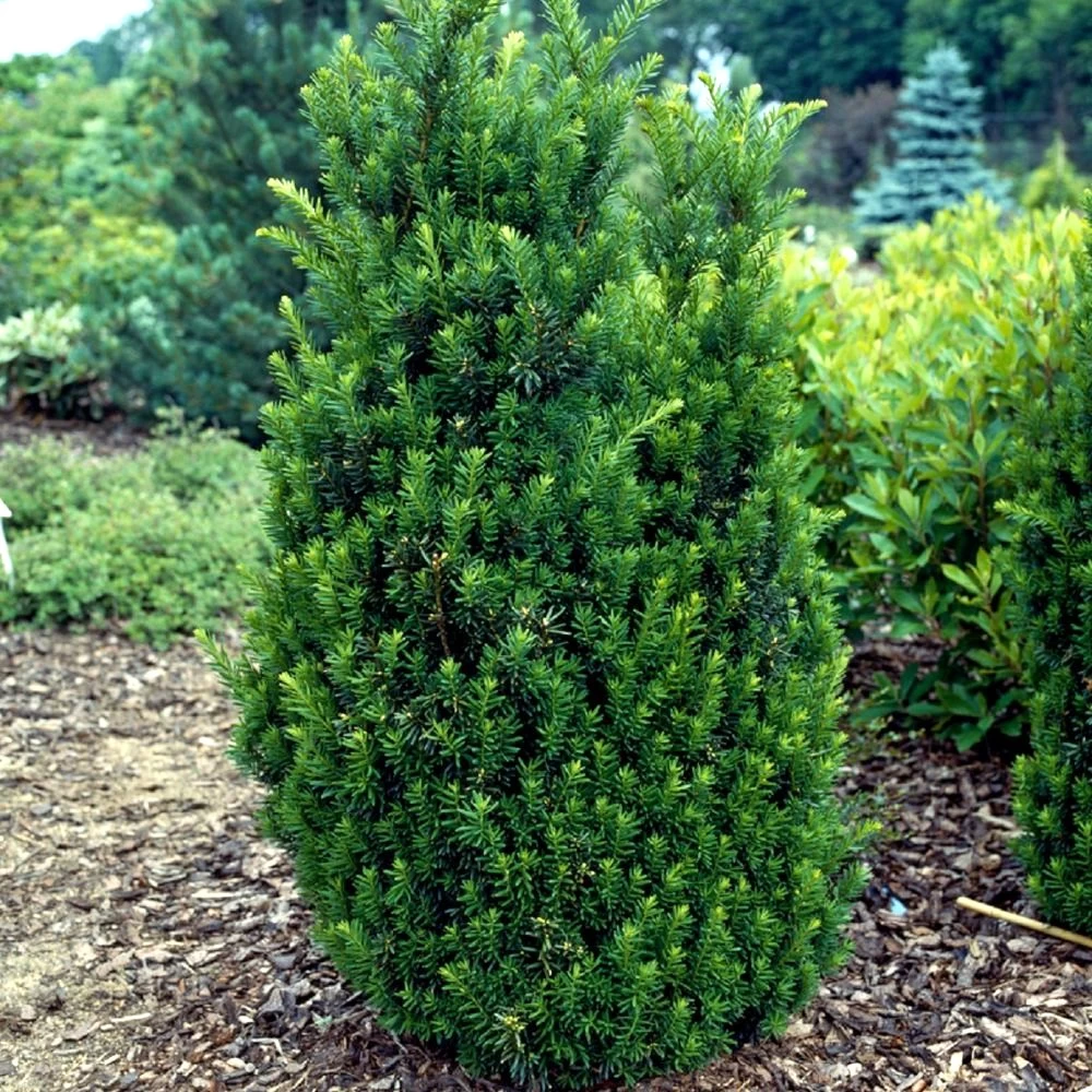 taxus-media-hillii Taxus media Hillii