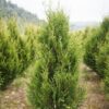 Thuja Aureospicata